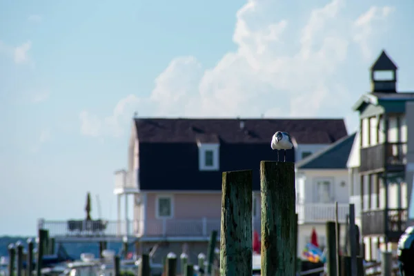 Een Grote Zeemeeuw Zittend Een Houten Pilaar Die Uit Het — Stockfoto