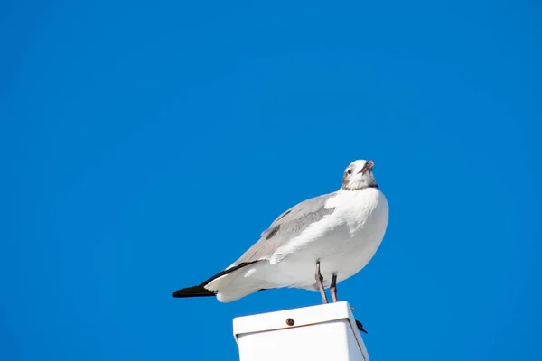 Seagull Standing White Post Solid Blue Sky Background — Stock Photo, Image