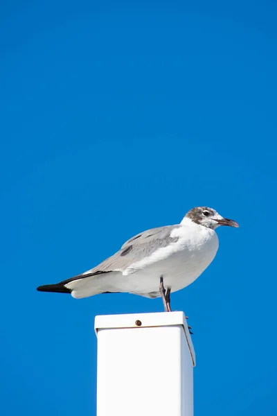 Seagull Standing White Post Solid Blue Sky Background — Stock Photo, Image