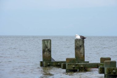 Üzerinde büyük bir martı otururken okyanustan sarkan tahta bir direk.