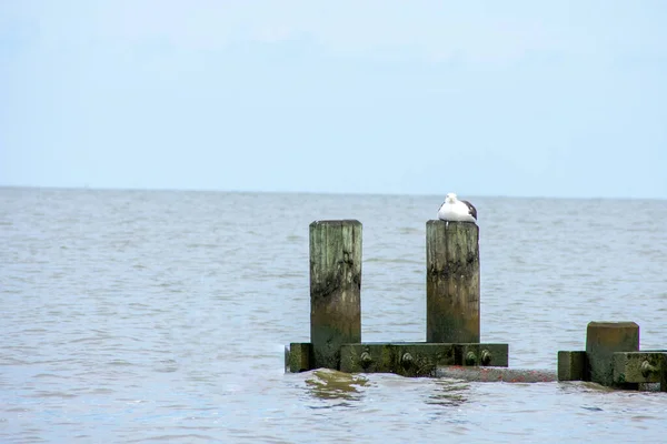 Pólo Madeira Sair Oceano Com Uma Grande Gaivota Sentada Nele — Fotografia de Stock