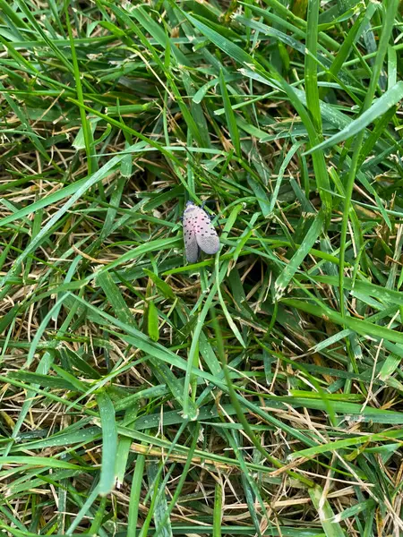Adult Spotted Lanternfly Patch Grass Elkins Park Pennsylvania — Stock Photo, Image