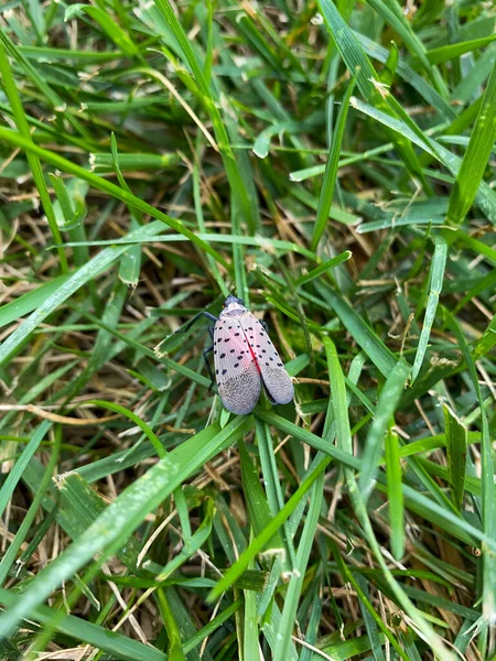 Adult Spotted Lanternfly Patch Grass Elkins Park Pennsylvania — Stock Photo, Image