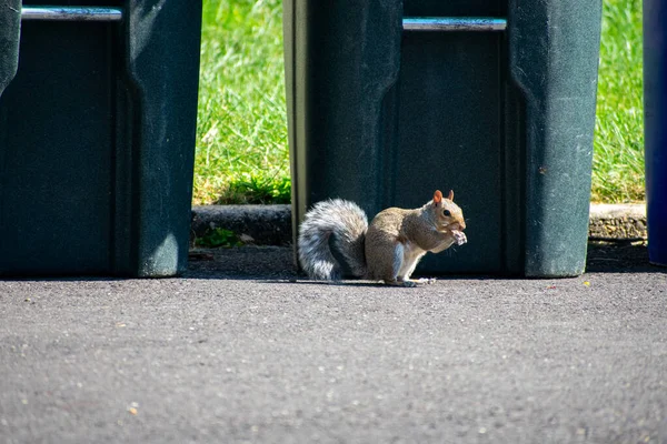 Squirrel Eating Blacktop Driveway Front Trash Can — Stock Photo, Image