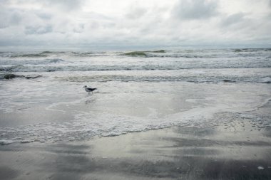 Bir martı sahilde Okyanusta oynuyor arkasında dramatik bir fırtına var