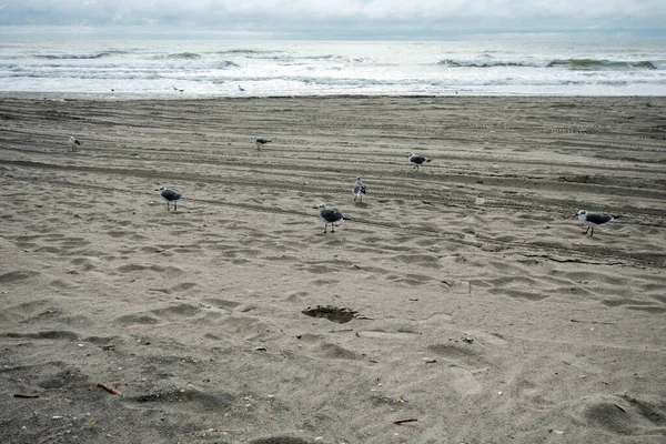 Eine Kleine Flauschige Möwe Steht Strand — Stockfoto