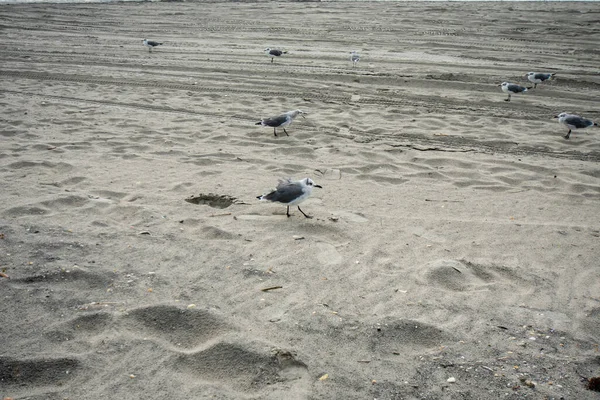 Uma Pequena Gaivota Fofa Praia — Fotografia de Stock