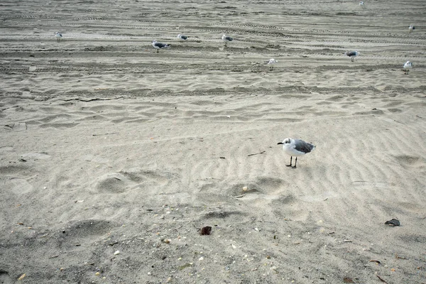 Eine Kleine Flauschige Möwe Steht Strand — Stockfoto