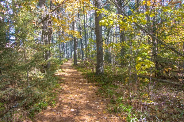 Michigan Autumn Forest Trilha Caminhadas North Country Trail Através Uma — Fotografia de Stock