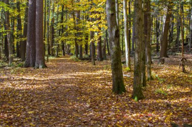 Hiking Trail çatal. Bir uzak vahşi ormanda iki yollarının kavşak.