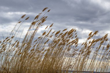 İnvaziv kamış büyük göller coast of Michigan üzerinde. Sulak alanlar ve büyük kez devraldı ve bölgenin yerel flora öldürmek göller bataklık invaziv reed büyür.