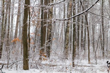 Kış fırtına arka plan. Kış başlar gibi bir uzak Kuzey Michigan ormanda düşen kar.