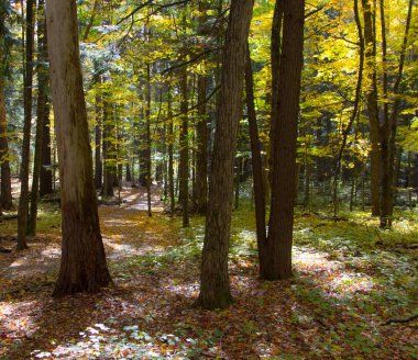 Sonbahar orman manzara. Kare yönde Kuzey Michigan'lı güzel bir boreal orman sonbahar yaprakları.