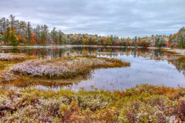 Sonbahar Wetland peyzaj. Kar taze bir toz ile Kuzey Michigan sulak güzel sonbahar renk manzara. Michigan 'ın üst yarımadasında Tahquamenon Falls Devlet Parkı.