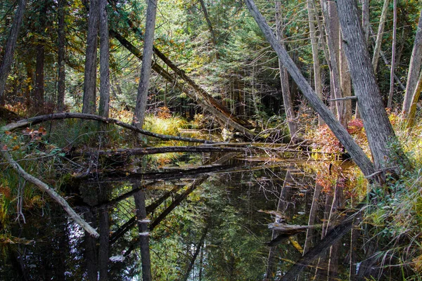 Zone Umide Del Forest River Foresta Latifoglie Riflessa Nell Ecosistema — Foto Stock