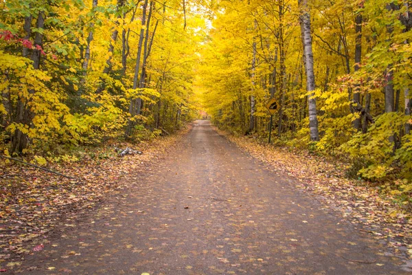 Strada Sterrata Rurale Diminuzione Della Strada Campagna Attraverso Bellissima Foresta — Foto Stock