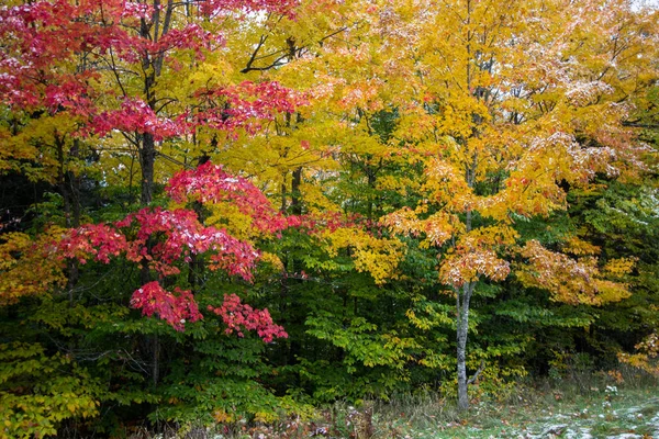 Michigan Autumn Forest Background. Beautiful vibrant fall foliage with a dusting of fresh fallen snow in the northern woods of the Upper Peninsula in Michigan.