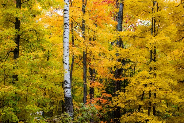 Bosque Otoño Background Beautiful Norte Michigan Bosque Con Follaje Otoño — Foto de Stock