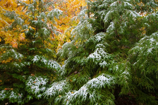 今シーズンの初雪です つの季節としてバック グラウンドで鮮やかな秋の紅葉と松の木に新鮮な雪の衝突します — ストック写真