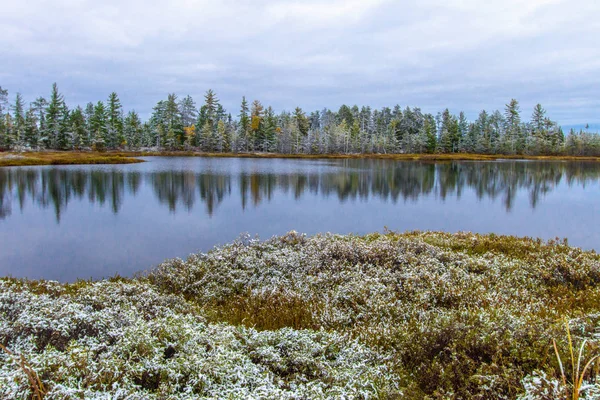 Michigan Winter Wonderland Superbe Forêt Boréale Pins Cèdres Avec Neige — Photo