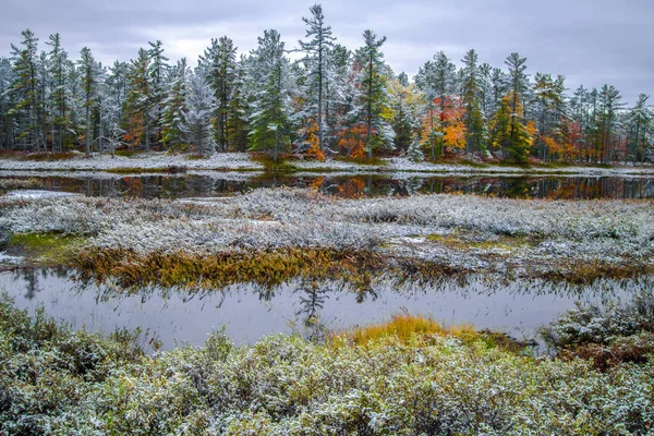 Michigan Forest Landscape Vaste Zone Umide Selvagge Con Fogliame Autunnale — Foto Stock