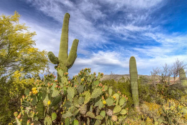 Pustynia Wildflower Krajobraz Kaktus Grusza Potężny Saguaro Kaktusy Kwitną Pod — Zdjęcie stockowe