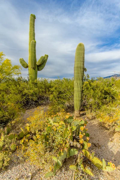 Vertical Saguaro Cactus Desert Scene. Huge Saguaro cactus in the Sonora Desert at Saguaro National Park in Tucson Arizona in vertical orientation.