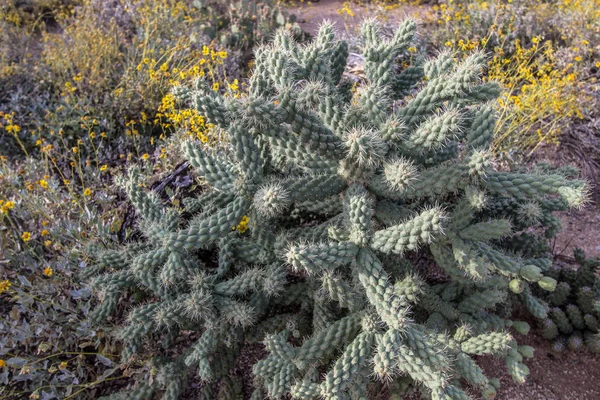 Skoki Kaktus Zbliżenie Kaktusów Cholla Południowo Zachodniej Pustyni Arizonie Parku — Zdjęcie stockowe