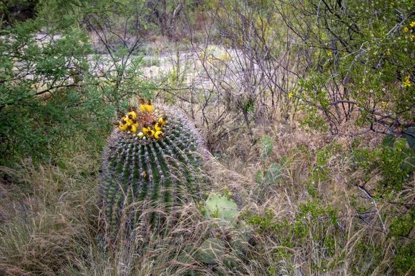 Baryłkę Kaktus Owoce Kaktus Baryłkę Owoców Jest Jadalne Bogate Witaminy — Zdjęcie stockowe