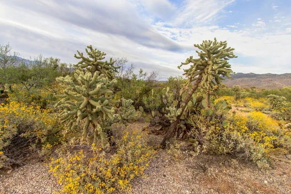 Frühlingswüstenlandschaft Landschaft Der Sonora Wüste Von Arizona Mit Einer Vielzahl — Stockfoto