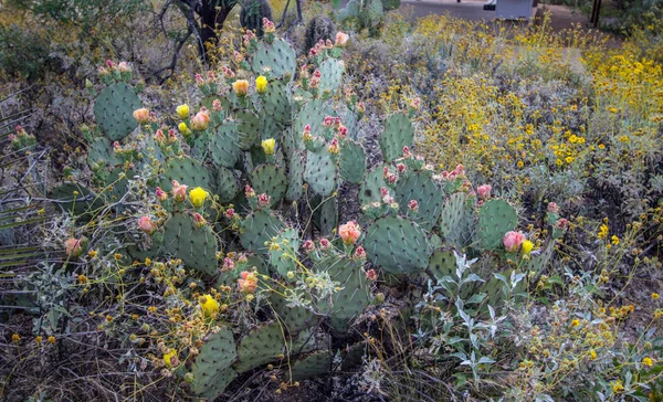 Fügekaktusz Kaktusz Virágzik Gyönyörű Fügekaktusz Kaktusz Tavaszi Vadvirágok Saguaro Nemzeti — Stock Fotó