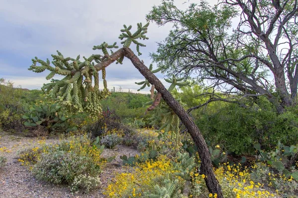 Springender Cholla Kaktus Einzigartiger Und Aggressiver Springender Kaktus Der Wüstenwildnis — Stockfoto