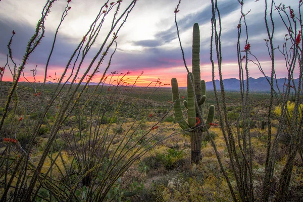 Nádherné Pouštní Slunce Šířku Saguaro Kactus Cholla Divoké Vzdálené Sonorské — Stock fotografie