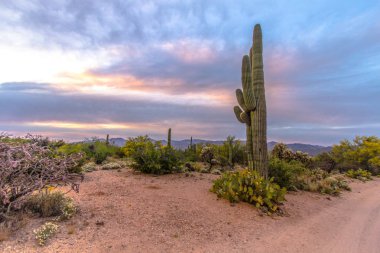 Saguaro Cactus Desert Sunset. Beautiful desert sunset landscape with huge Saguaro Cactus in the foreground and the Tucson Mountains at the horizon. Saguaro National Park, Tucson, Arizona.