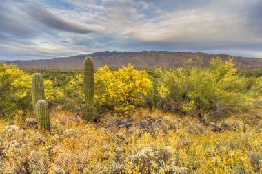 Tucson Arizona Çöl Manzarası. Tuscon Arizona 'daki Saguaro Ulusal Parkı' nda bahar kır çiçekleri ve Saguaro Kaktüsleri ile çöl manzarası.