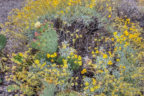 Fügekaktusz Kaktusz Virágzik Gyönyörű Fügekaktusz Kaktusz Tavaszi Vadvirágok Saguaro Nemzeti — Stock Fotó