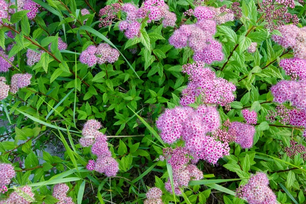 Sumpfmilchkraut Nähe Von Sumpfmilchkraut Horizontaler Ausrichtung Und Voller Blüte — Stockfoto