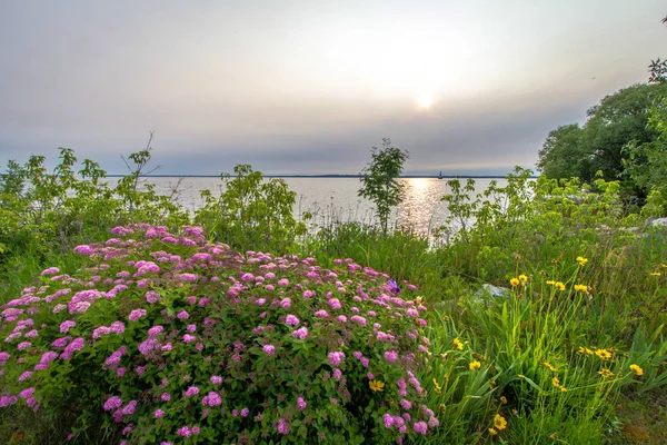 Цветы Пляже Рассвет Над Озером Мичиган Маяком Озеро Пойнт Крыше — стоковое фото