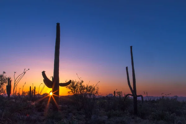 Saguaro Cactus Silhouette 萨瓜罗国家公园日落时分 在索诺拉沙漠中罕见的大型萨瓜罗仙人掌 亚利桑那州 乌萨州 — 图库照片