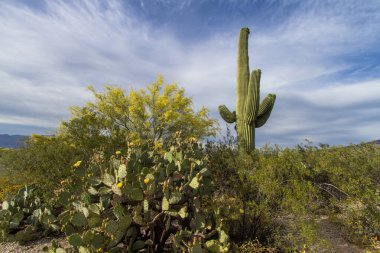 Büyük Saguaro Kaktüsü. Tucson, Arizona 'daki Saguaro Ulusal Parkı' nda büyük bir Saguaro kaktüsü ve dikenli armut..