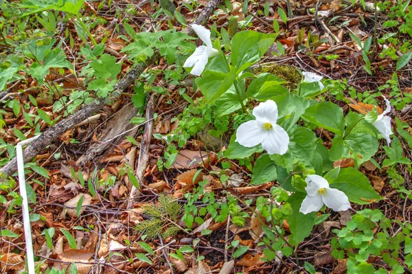 Wilde Weiße Billion Frühjahrsdreifachblüte Wald Der Region Der Großen Seen — Stockfoto