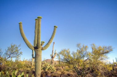 Saguaro Kaktüsü Çiçek Açtı. Saguaro kaktüsü ve çiçekleri Tucson Arizona 'daki Saguaro Ulusal Parkı' ndaki Sonora Çölü baharı sırasında..