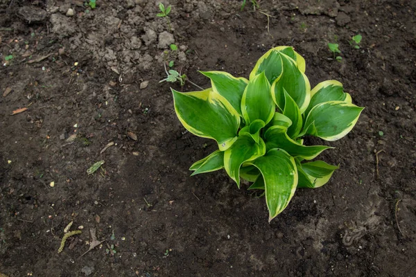 Green White Garden Hosta Shot Horizontal Orientation — Stock Photo, Image