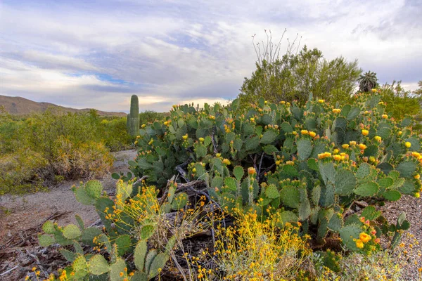 Fico India Nel Deserto Sonoro Dell Arizona Piena Fioritura Con — Foto Stock