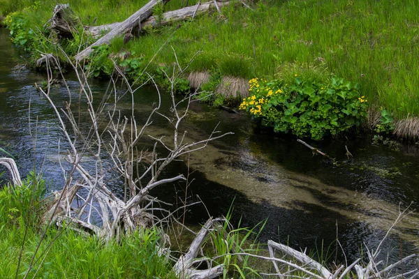 Calendule Palude Gialle Lungo Corso Acqua Dolce Nel Nord Del — Foto Stock