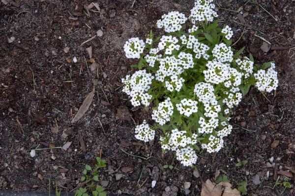 Weiße Astilben Pflanze Garten Von Oben Horizontaler Ausrichtung Geschossen — Stockfoto