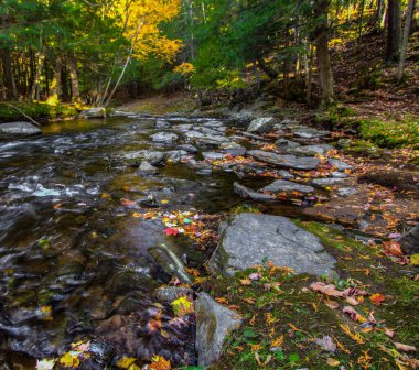 Autumn River Manzarası. Sahilde yaprakları dökülen nehir Baraga ilçesindeki Michigan 'ın kuzeyindeki gür ormandan akıyor..