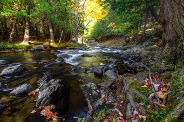 Autumn River Manzarası. Sahilde yaprakları dökülen nehir Baraga ilçesindeki Michigan 'ın kuzeyindeki gür ormandan akıyor..