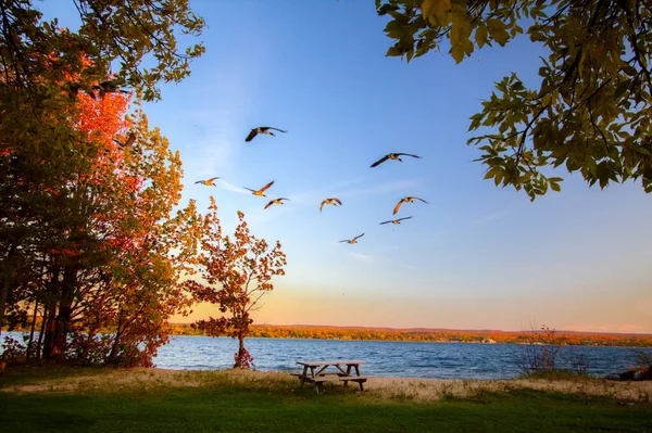 Fall Migration Flock Geese Fly Lake Superior Surrounded Vibrant Autumn — Stock Photo, Image