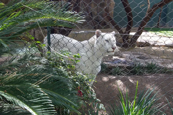 Las Vegas Nevada Febrero 2020 Tigre Siberiano Blanco Famoso Raro —  Fotos de Stock